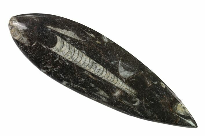 Polished Fossil Orthoceras (Cephalopod) - Morocco #138411